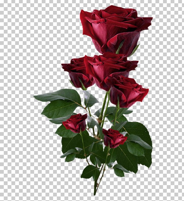 Rose Desktop PNG, Clipart, Annual Plant, China Rose, Color, Cut Flowers, Desktop Wallpaper Free PNG Download
