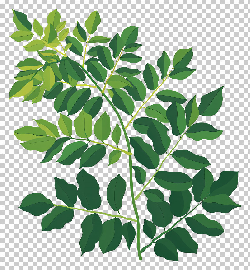 Curry Leaves - Illustration Of Green Leafy Plant PNG