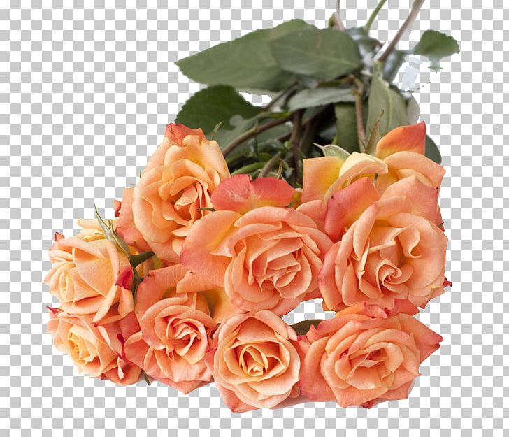 Garden Roses Centifolia Roses Beach Rose Flower PNG, Clipart, Artificial Flower, Bouquet, Centifolia Roses, Color, Cut Flowers Free PNG Download