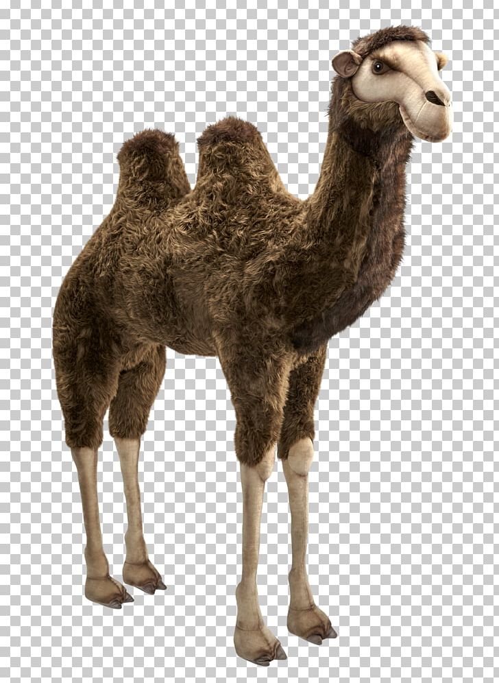 Dromedary Bactrian Camel Berger D'Auvergne Stuffed Animals & Cuddly Toys PNG, Clipart, Animal, Arabian Camel, Bactrian Camel, Berger Dauvergne, Camel Free PNG Download