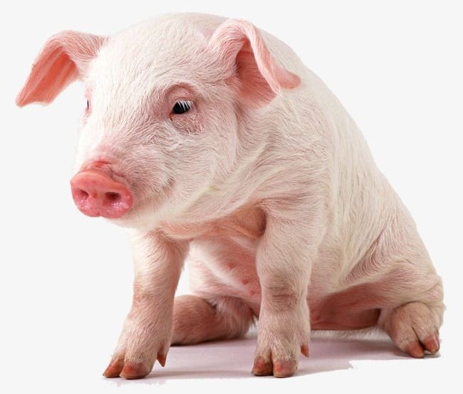 Pig PNG, Clipart, Livestock, Pig, Pig Clipart, Pig Clipart, Piglets Free PNG Download