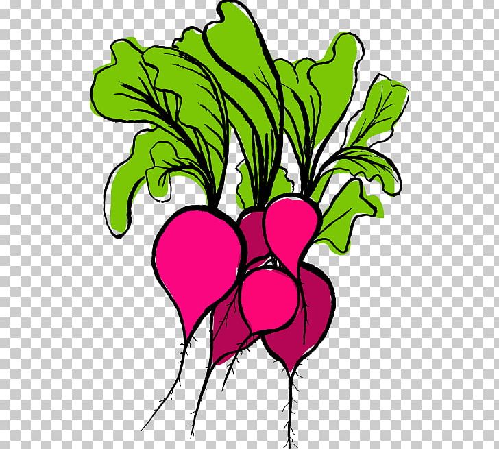 Radish PNG, Clipart, Radish Free PNG Download