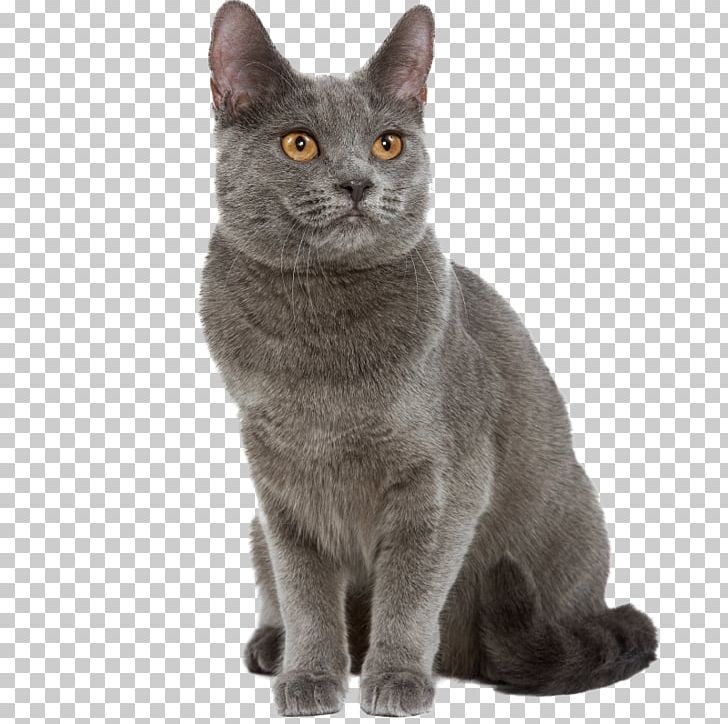 Chartreux Turkish Angora Exotic Shorthair Cat Breed Kitten Png