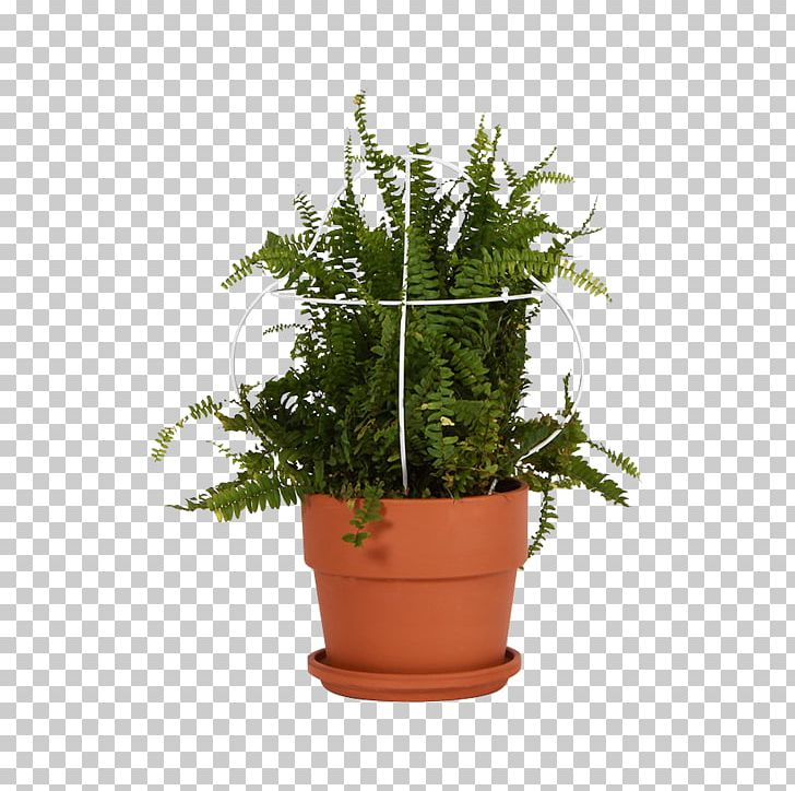 Flowerpot Vase Crock Houseplant Garden PNG, Clipart, Crock, Equisetum, Evergreen, Fern, Ferns And Horsetails Free PNG Download