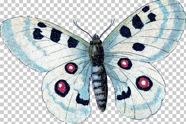 Brush-footed Butterflies Gossamer-winged Butterflies Silkworm Butterfly Moth PNG, Clipart, Arthropod, Bombycidae, Brush Footed Butterflies, Brush Footed Butterfly, Butterfly Free PNG Download
