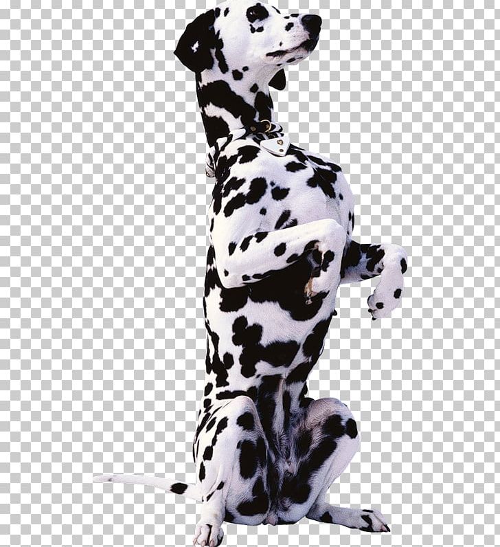 Dalmatian Dog Bernese Mountain Dog Beagle Basset Hound Rottweiler PNG, Clipart, Animals, Beagle, Bernese Mountain Dog, Carnivoran, Companion Dog Free PNG Download