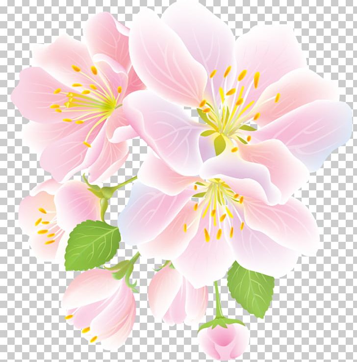 Flower PNG, Clipart, Alstroemeriaceae, Apples, Blossom, Branch, Cerasus Free PNG Download