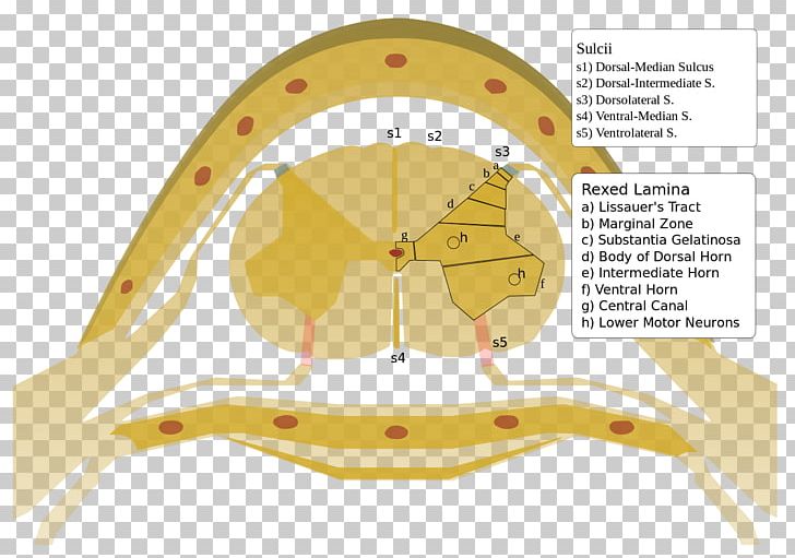 Rexed Laminae Spinal Cord Medulla Oblongata Vertebral Column PNG, Clipart, Anatomy, Angle, Bror Rexed, Grey Column, Grey Matter Free PNG Download