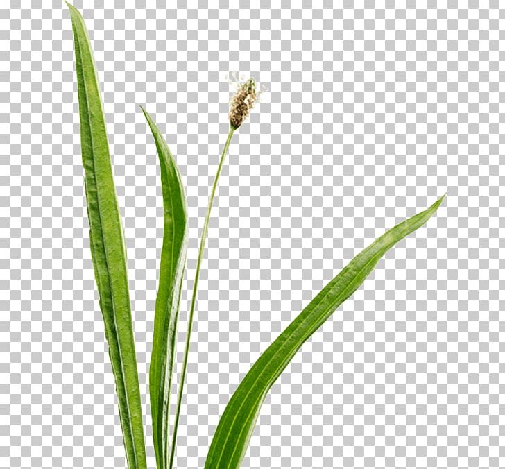 Ribwort Plantain Hierochloe Ricola Herb Candy PNG, Clipart, Candy, Commodity, Confectionery, Cowslip, Flower Free PNG Download