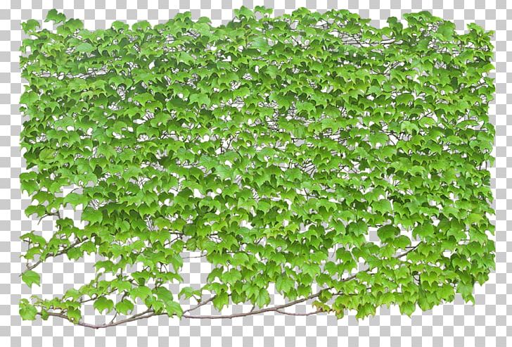 Vine Ivy Plant Shrub PNG, Clipart, Climbing, Climbing Wall, Computer Icons, Garden, Grass Free PNG Download