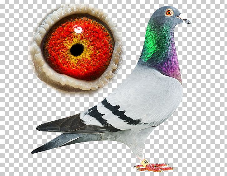 Columbidae Rock Dove Homing Pigeon Champion (vieux) Oudtshoorn Courant PNG, Clipart, Beak, Belgium, Bird, Columbidae, Feather Free PNG Download