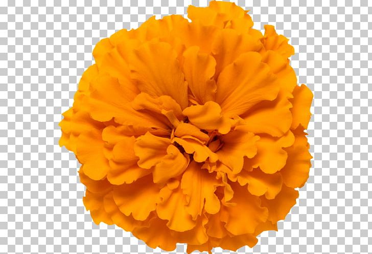 Mexican Marigold Calendula Officinalis Glebionis Segetum Flower Orange PNG, Clipart, Bud, Calendula, Calendula Officinalis, Carnation, Common Sunflower Free PNG Download
