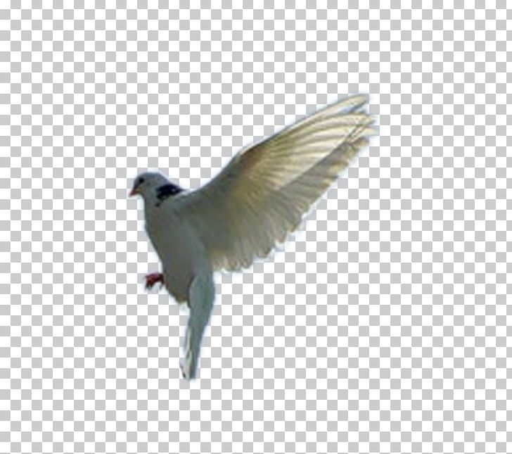 Stock Dove American Sparrows Cuckoos Beak Wing PNG, Clipart, American Sparrows, Animals, Beak, Bird, Cuckoos Free PNG Download