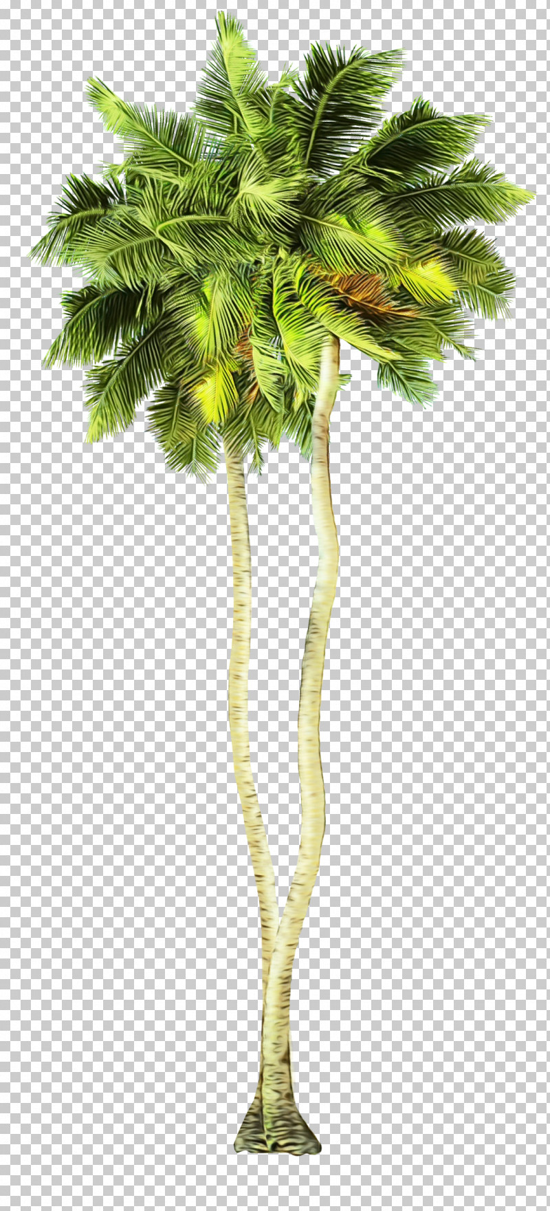 Palm Tree PNG, Clipart, Arecales, Branch, Flower, Leaf, Paint Free PNG Download