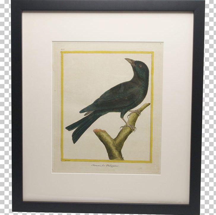 Crow Natural History Of Birds PNG, Clipart, Animals, Art Museum, Beak, Bird, Crow Free PNG Download