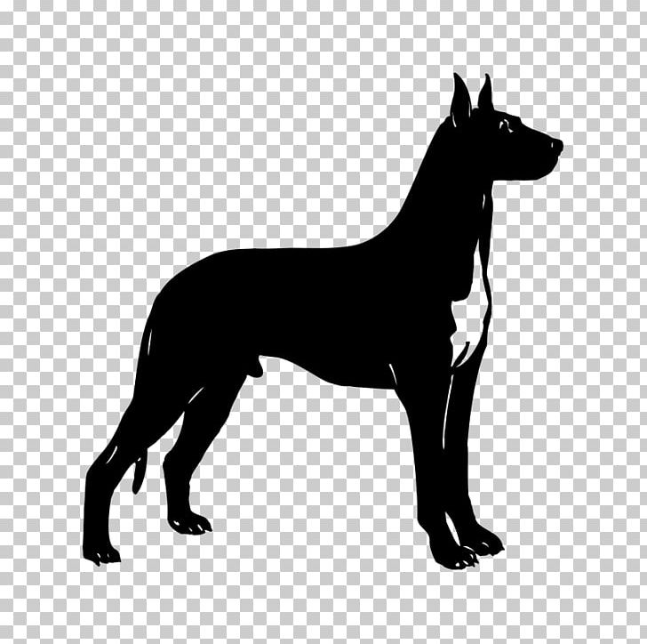 Dobermann Cat Dog Breed PNG, Clipart, Animals, Black, Breed, Carnivoran, Cat Free PNG Download