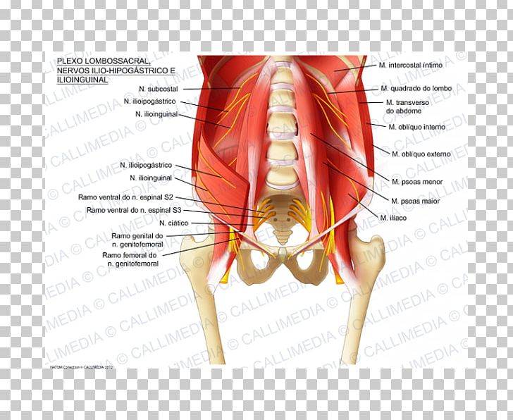 Sacral Plexus Iliohypogastric Nerve Lumbar Plexus Ilioinguinal Nerve PNG, Clipart, Anatomy, Arm, Blood Vessel, Femoral Nerve, Finger Free PNG Download