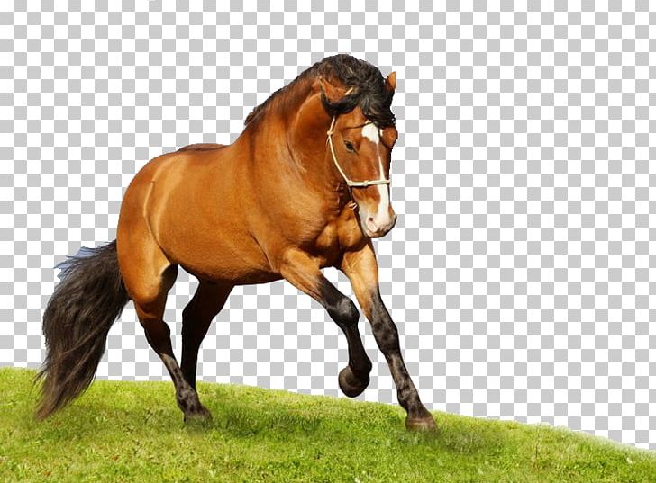 American Quarter Horse Arabian Horse High-definition Television PNG, Clipart, 4k Resolution, Animals, Color, Color Pencil, Colors Free PNG Download