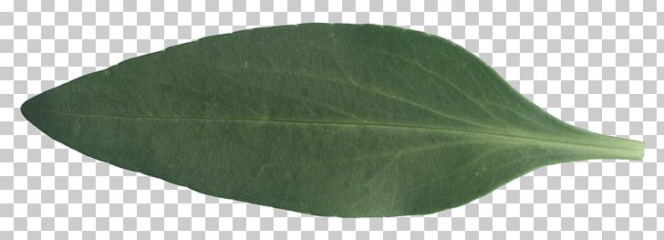 Green Leaf PNG, Clipart, Green, Leaf, Others Free PNG Download