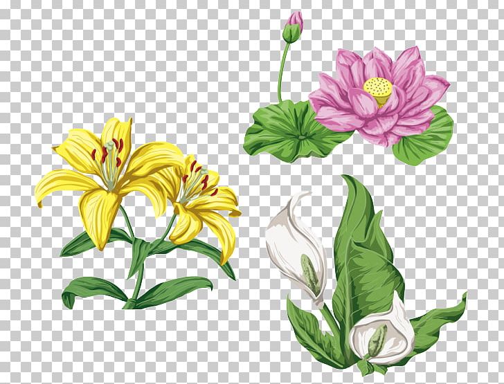Lilium Graphic Design PNG, Clipart, Calla, Encapsulated Postscript, Floral Design, Flower, Flowering Plant Free PNG Download