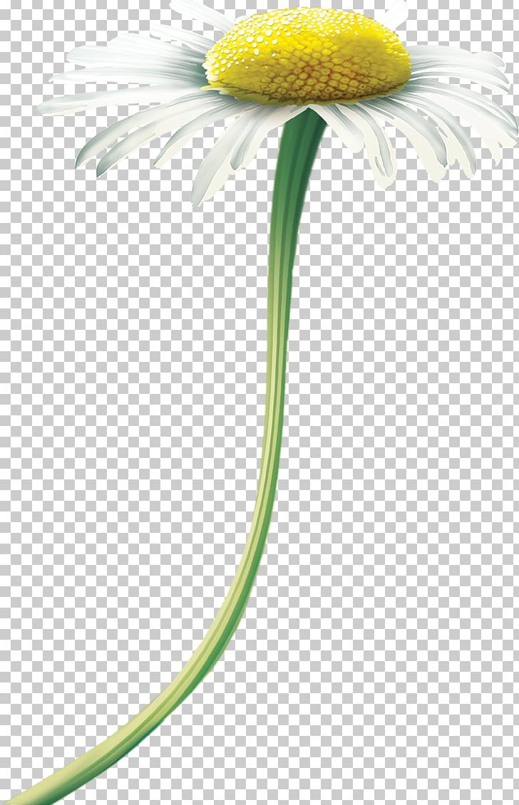 Oxeye Daisy Matricaria Photography Transvaal Daisy PNG, Clipart, Birthday, Closeup, Color, Daisy, Daisy Family Free PNG Download
