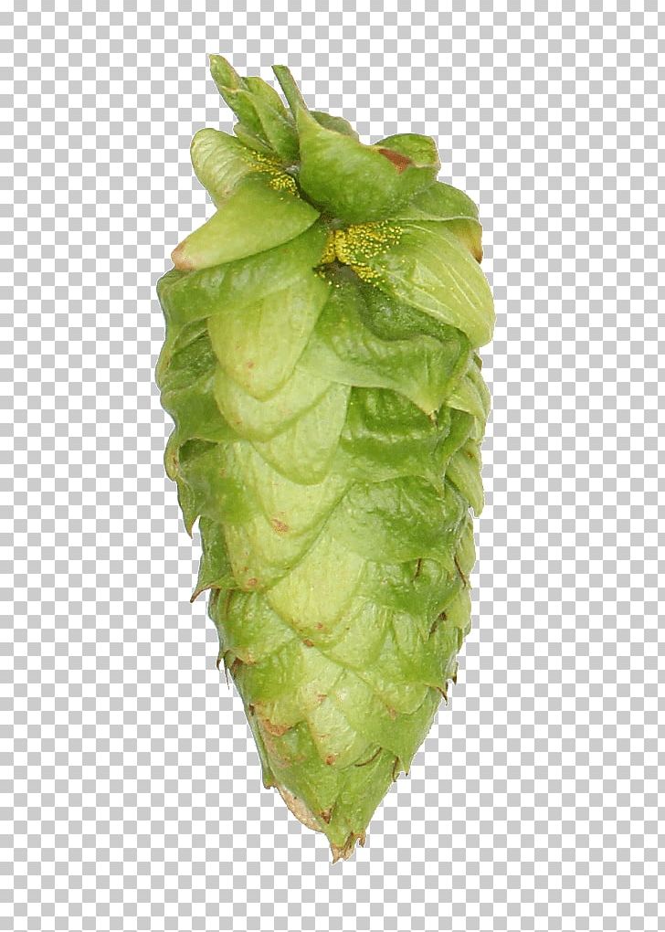 Romaine Lettuce Leaf Vegetable Celtuce PNG, Clipart, Celtuce, Chard, Hops, Leaf, Leaf Vegetable Free PNG Download