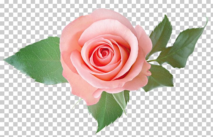 Rose PNG, Clipart, Computer Icons, Cut Flowers, Directory, Floribunda, Floristry Free PNG Download