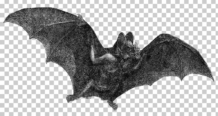 Vampire Bat Halloween PNG, Clipart, Animals, Bat, Black And White, Drawing, Fauna Free PNG Download