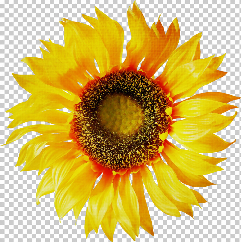 Vase With Twelve Sunflowers Sunflowers Fine Arts Vincent Van Gogh PNG, Clipart, Fine Arts, Paint, Sunflowers, Vase With Twelve Sunflowers, Vincent Van Gogh Free PNG Download