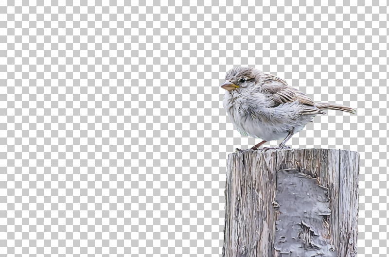 Bird PNG, Clipart, Atlantic Canary, Beak, Bird, Finch, House Sparrow Free PNG Download