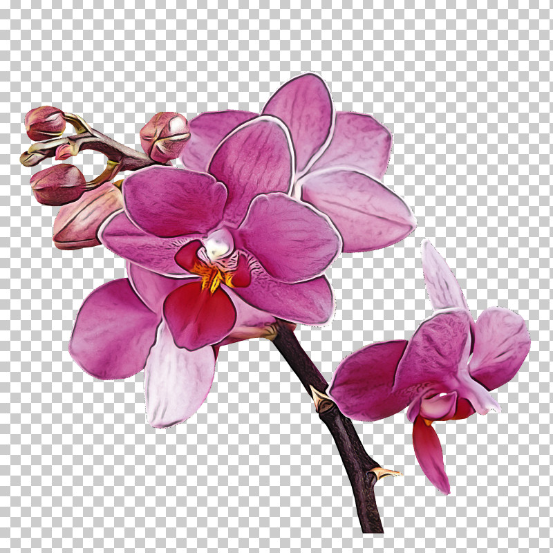 Flower Moth Orchid Violet Petal Plant PNG, Clipart, Flower, Lilac, Moth Orchid, Orchid, Petal Free PNG Download