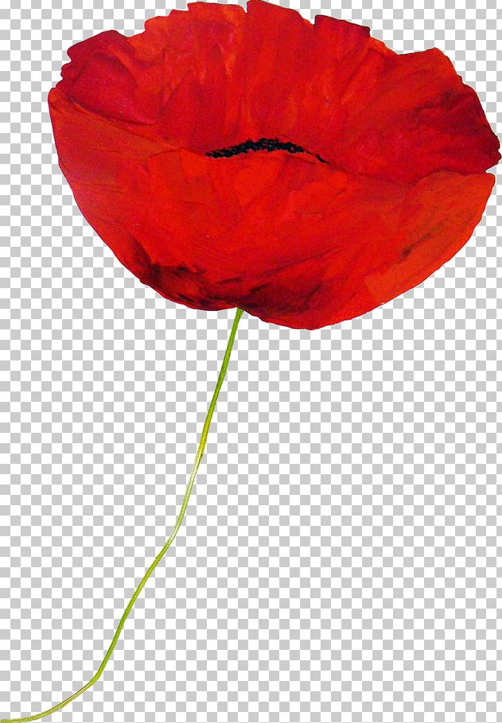 Flower Drawing Cartoon Animation PNG, Clipart, Animation, Cartoon, Cartoon Animation, Coquelicot, Decorative Arts Free PNG Download