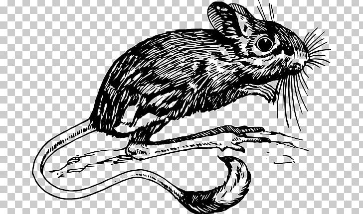 Gerbil Jerboa Mouse Drawing PNG, Clipart, Animals, Artwork, Beaver, Black And White, Carnivoran Free PNG Download