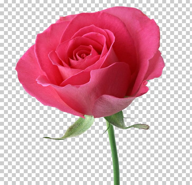 Rose Flower Bouquet Kinds Of Flowers Pink PNG, Clipart, Artificial Flower, China Rose, Color, Cut Flowers, Desktop Wallpaper Free PNG Download