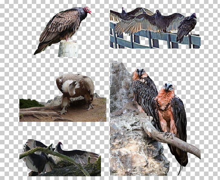 Vulture Fauna Wildlife Beak PNG, Clipart, Beak, Bird, Bird Of Prey, Fauna, Miscellaneous Free PNG Download