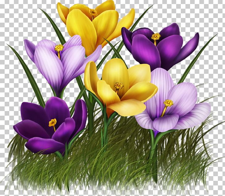 Animation Flower PNG, Clipart, Computer Icons, Computer Wallpaper, Crocus, Emoticon, Facebook Free PNG Download