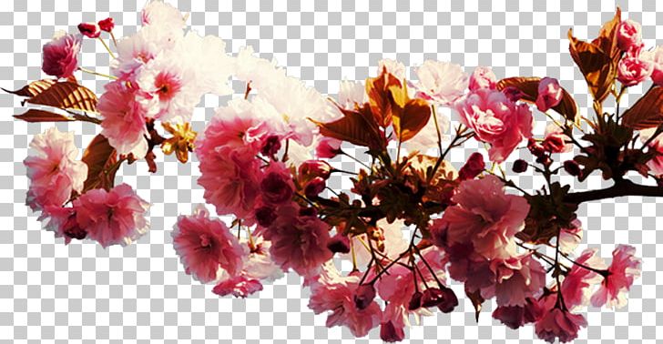 Cherry Blossom Flower Spring Petal PNG, Clipart, Beach Rose, Blossom, Branch, Cherry Blossom, Cicekler Free PNG Download