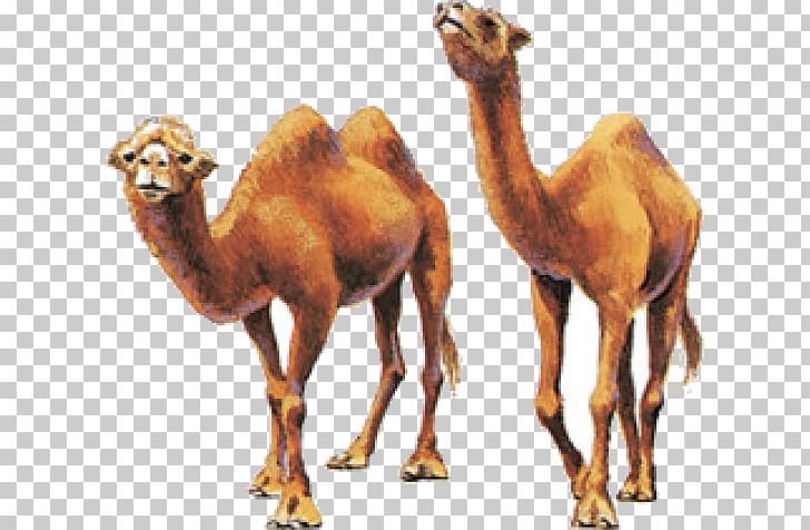 Dromedary Bactrian Camel Camel Milk Even-toed Ungulates PNG, Clipart, Animal, Arabian Camel, Bactrian Camel, Camel, Camel Like Mammal Free PNG Download