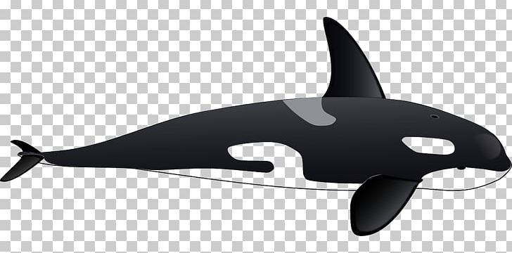 Killer Whale Dolphin PNG, Clipart, Animals, Background Black, Black, Black And White, Black B Free PNG Download