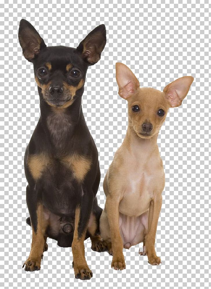 are english toy terriers good companions