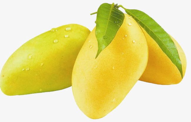 Three Mango PNG, Clipart, Fruit, Mango, Mango Clipart, Mango Tree, Plant Free PNG Download