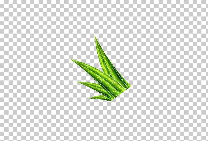 Aloe Plant Green PNG, Clipart, Aloe, Angle, Background Green, Bb Cream, Care Free PNG Download