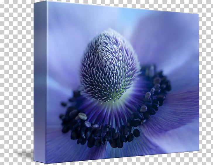Blue Sky Beauty Violet Good PNG, Clipart, Anemone, Beauty, Blue, Closeup, Computer Wallpaper Free PNG Download