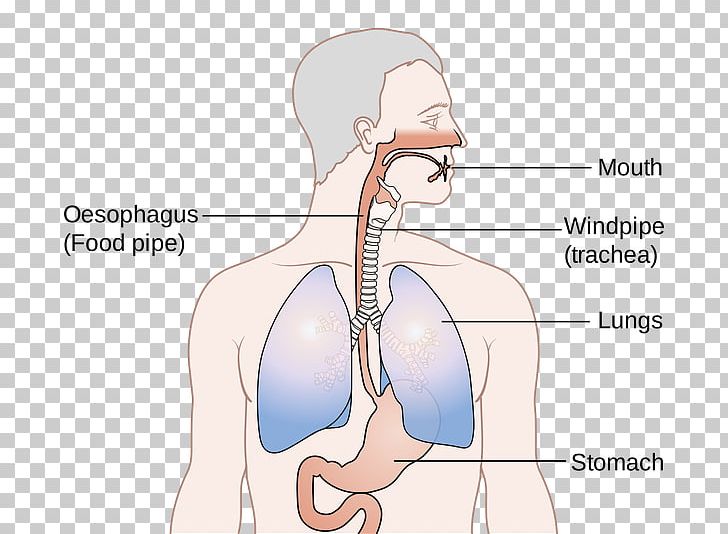 Esophagus Trachea Human Body Human Anatomy PNG, Clipart, Abdomen, Anatomy, Angle, Arm, Cartoon Free PNG Download