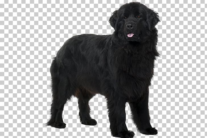 Flat-Coated Retriever Newfoundland Dog Black Russian Terrier Labrador Retriever Dog Breed PNG, Clipart, Breed, Breed Group Dog, Carnivoran, Dog, Dog Breed Group Free PNG Download