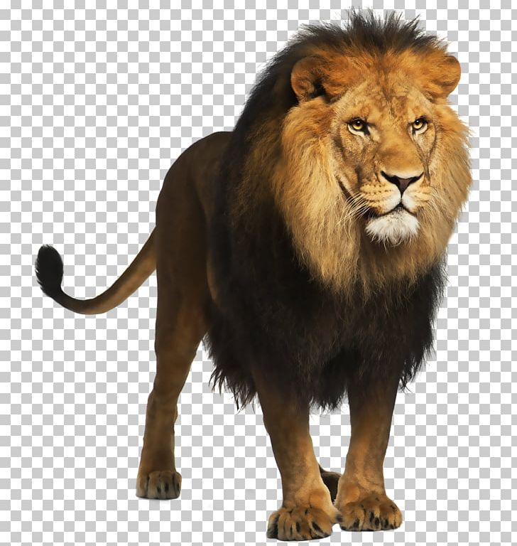 Lion Computer File PNG, Clipart, Animals, Asiatic Lion, Big Cat, Big Cats, Carnivoran Free PNG Download