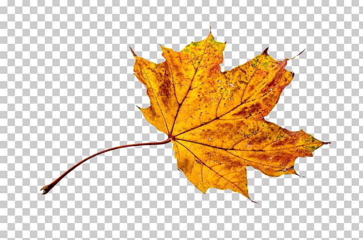 Portable Network Graphics Autumn Leaf PNG, Clipart, Autumn, Autumn Leaf Color, Download, Image Resolution, Leaf Free PNG Download