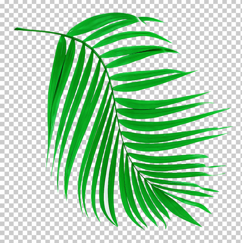 Palm Trees PNG, Clipart, Flower, Grass, Grasses, Green, Leaf Free PNG Download