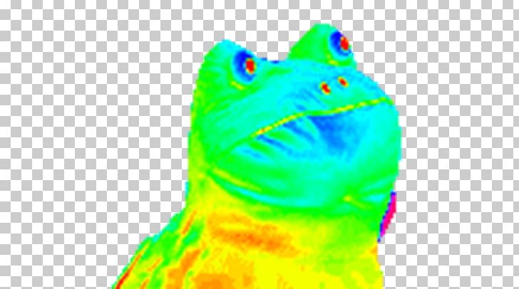 Frog GIF Tenor Toad Scaphiophryne Gottlebei PNG, Clipart, Animal, Animated Film, Dat Boi, Desktop Wallpaper, Frog Free PNG Download