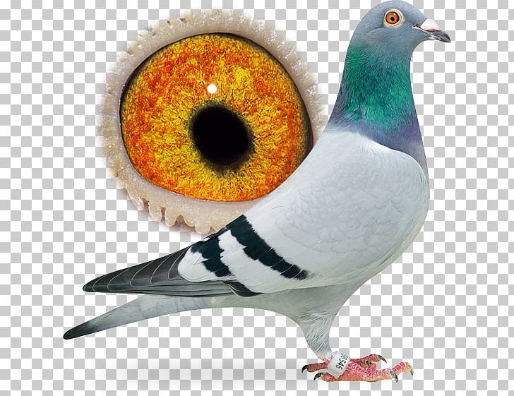 Homing Pigeon Columbidae Pigeon Racing Bird Breed PNG, Clipart, Animal, Animals, Beak, Bird, Breed Free PNG Download